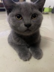 两个月的小蓝猫出售